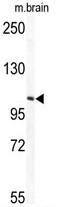 Tectonin Beta-Propeller Repeat Containing 1 antibody, AP17783PU-N, Origene, Western Blot image 