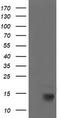 Cyclin Dependent Kinase Inhibitor 2B antibody, TA505205, Origene, Western Blot image 