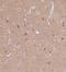 DnaJ Heat Shock Protein Family (Hsp40) Member C6 antibody, NBP1-81507, Novus Biologicals, Immunohistochemistry frozen image 