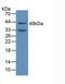 Alpha-1-Microglobulin/Bikunin Precursor antibody, LS-C300815, Lifespan Biosciences, Western Blot image 