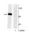 Synapsin I antibody, NB300-181, Novus Biologicals, Western Blot image 