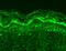 DNA Methyltransferase 3 Like antibody, MA5-27628, Invitrogen Antibodies, Immunohistochemistry frozen image 