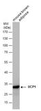 Uncoupling Protein 1 antibody, NBP2-43551, Novus Biologicals, Western Blot image 