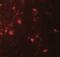 Interleukin-36 alpha antibody, NBP2-41238, Novus Biologicals, Immunofluorescence image 