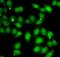 AF4/FMR2 family member 1 antibody, FNab00195, FineTest, Immunofluorescence image 