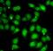 AF4/FMR2 Family Member 1 antibody, FNab00195, FineTest, Immunofluorescence image 