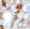 Klotho antibody, AF1819, R&D Systems, Immunohistochemistry frozen image 