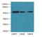 Acidic Residue Methyltransferase 1 antibody, A67382-100, Epigentek, Western Blot image 