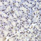 CAMP Responsive Element Binding Protein 1 antibody, LS-C331339, Lifespan Biosciences, Immunohistochemistry paraffin image 