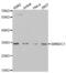 Survival Motor Neuron Domain Containing 1 antibody, abx004665, Abbexa, Western Blot image 