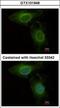 Phosphoglycerate Dehydrogenase antibody, GTX101948, GeneTex, Immunofluorescence image 