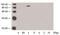 Protein Kinase C Gamma antibody, LS-C202975, Lifespan Biosciences, Western Blot image 