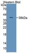 Natural Cytotoxicity Triggering Receptor 2 antibody, LS-C374235, Lifespan Biosciences, Western Blot image 