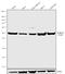 Cyclin E2 antibody, 701814, Invitrogen Antibodies, Western Blot image 