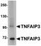 TNF Alpha Induced Protein 3 antibody, NBP1-77351, Novus Biologicals, Western Blot image 