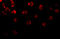 Docking protein 1 antibody, 1107, ProSci Inc, Immunofluorescence image 