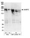 Lysine-specific demethylase 5C antibody, A301-034A, Bethyl Labs, Western Blot image 