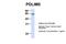 PDZ And LIM Domain 5 antibody, 25-451, ProSci, Western Blot image 