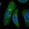 Flavin Containing Dimethylaniline Monoxygenase 5 antibody, PA5-52932, Invitrogen Antibodies, Immunofluorescence image 