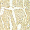 Proteasome 26S Subunit, ATPase 2 antibody, LS-C331807, Lifespan Biosciences, Immunohistochemistry frozen image 