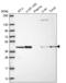 Phosphoglycerate Kinase 2 antibody, NBP2-68960, Novus Biologicals, Western Blot image 