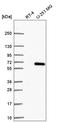 BICD Family Like Cargo Adaptor 1 antibody, HPA061116, Atlas Antibodies, Western Blot image 