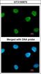 Poly(ADP-Ribose) Polymerase 1 antibody, LS-C109317, Lifespan Biosciences, Immunofluorescence image 