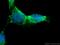 RPTOR Independent Companion Of MTOR Complex 2 antibody, 27248-1-AP, Proteintech Group, Immunofluorescence image 