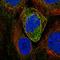 Atlastin GTPase 2 antibody, HPA075302, Atlas Antibodies, Immunofluorescence image 