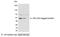 glu-glu antibody, NB600-354, Novus Biologicals, Western Blot image 