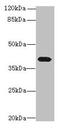 Platelet-activating factor receptor antibody, CSB-PA018946LA01HU, Cusabio, Western Blot image 