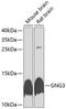 G Protein Subunit Gamma 3 antibody, A13077, Boster Biological Technology, Western Blot image 