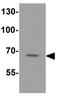 KIAA0937 antibody, GTX31606, GeneTex, Western Blot image 