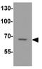 Deltex E3 Ubiquitin Ligase 4 antibody, GTX31606, GeneTex, Western Blot image 