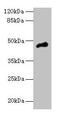 Calsequestrin 1 antibody, CSB-PA004556LA01HU, Cusabio, Western Blot image 