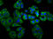 Multiple epidermal growth factor-like domains protein 8 antibody, LS-C680853, Lifespan Biosciences, Immunofluorescence image 