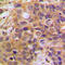 Death Domain Associated Protein antibody, LS-C352110, Lifespan Biosciences, Immunohistochemistry paraffin image 