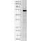 Heat Shock Protein Family A (Hsp70) Member 9 antibody, M02561, Boster Biological Technology, Western Blot image 