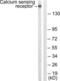 Calcium Sensing Receptor antibody, LS-C117834, Lifespan Biosciences, Western Blot image 