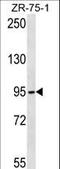 Tubulin Gamma Complex Associated Protein 2 antibody, LS-C160338, Lifespan Biosciences, Western Blot image 