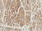 WD repeat domain phosphoinositide-interacting protein 2 antibody, LS-C776202, Lifespan Biosciences, Immunohistochemistry frozen image 