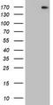 DOT1 Like Histone Lysine Methyltransferase antibody, LS-C789535, Lifespan Biosciences, Western Blot image 