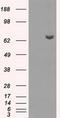 Histone Deacetylase 10 antibody, LS-C114863, Lifespan Biosciences, Western Blot image 