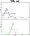 Kruppel Like Factor 6 antibody, abx032887, Abbexa, Western Blot image 