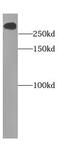 Teneurin Transmembrane Protein 1 antibody, FNab05974, FineTest, Western Blot image 