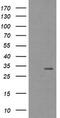 Tryptase Gamma 1 antibody, CF504026, Origene, Western Blot image 