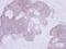 Phosphotriesterase Related antibody, NBP1-32016, Novus Biologicals, Immunohistochemistry paraffin image 