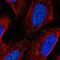 ELL-associated factor 1 antibody, PA5-66261, Invitrogen Antibodies, Immunofluorescence image 