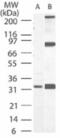 Caspase 3 antibody, ALX-804-305-C100, Enzo Life Sciences, Western Blot image 