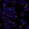 Iroquois Homeobox 1 antibody, NBP1-83090, Novus Biologicals, Immunofluorescence image 